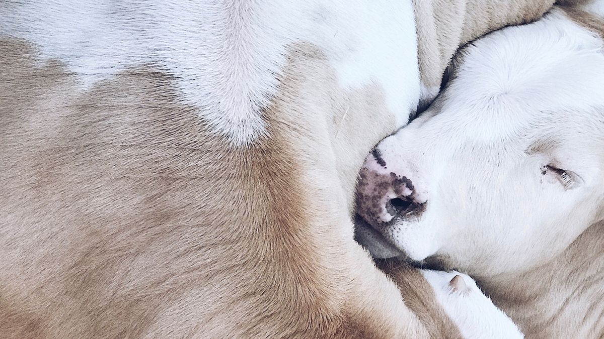 How to: Living in Switzerland